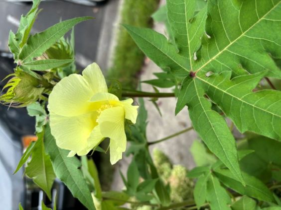 cotton flower.jpg